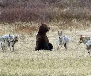 مستند حیات وحش؛ گرگ ها خرس محاصره کردن ولی جرعت نزدیک شدن ندارن