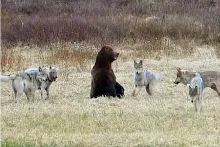 مستند حیات وحش؛ گرگ ها خرس محاصره کردن ولی جرعت نزدیک شدن ندارن