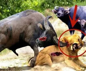 بدایع حیات وحش؛ شیر مفلوک قصد جون بچه بوفالو رو کرد بوفالو دد با شاخ گلوشو جر داد