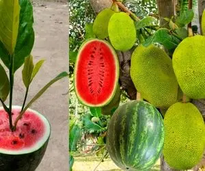 کشاورزی نوین؛ هندوانه و جک فروت رو با هم پیوند زدن یه درخت شده که هر دو ازش آویزون