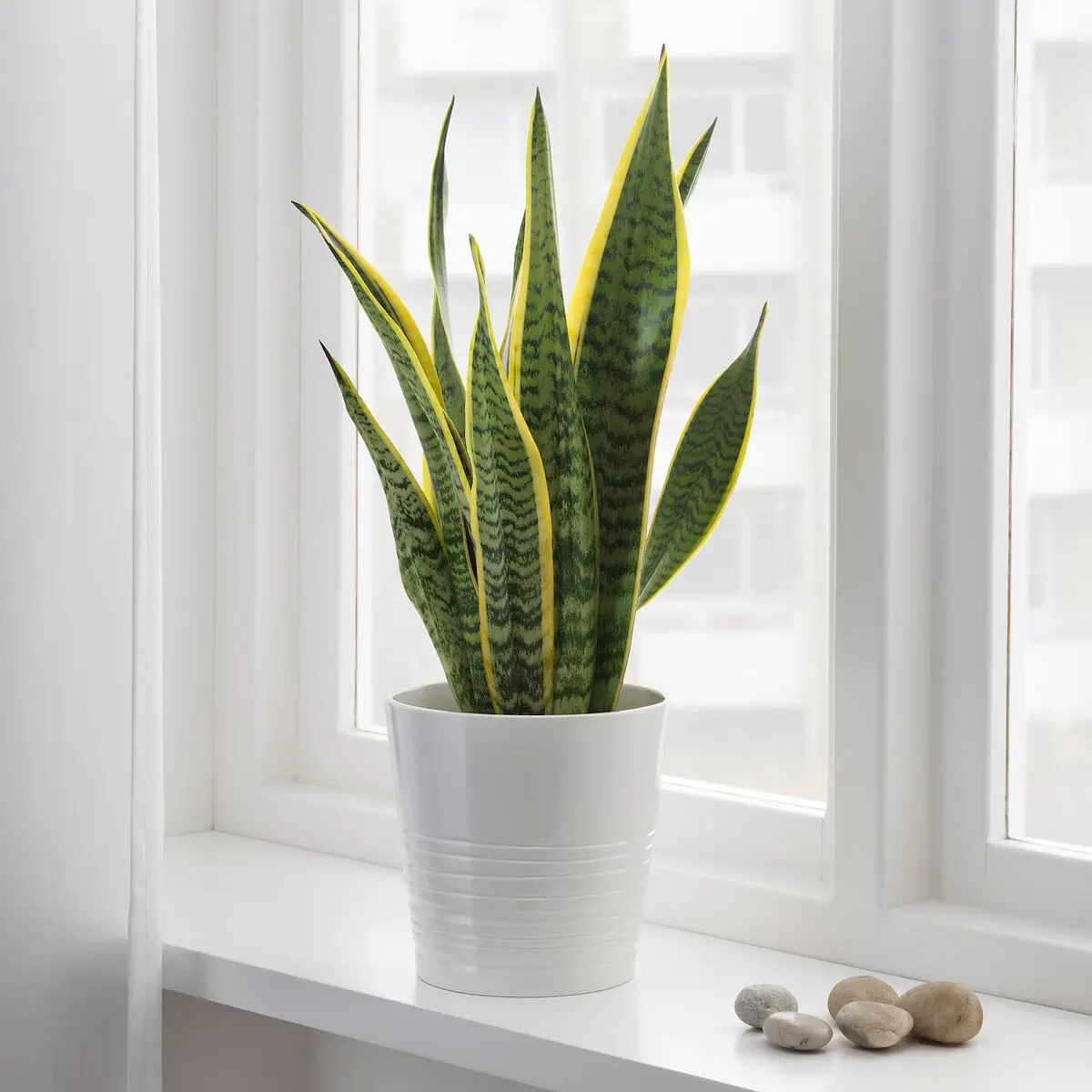 Sansevieria-2