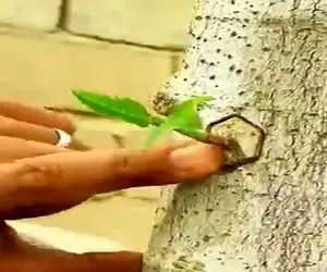 کشاورزی نوین؛ نهال دور ریختنی سیب رو با چسب به درخت پیوند زد بزرگ شد یه دنیا میوه داد