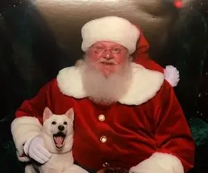 بابانوئل با شیبا دوج کوین چه کرد؟