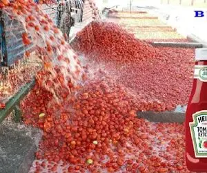 دانستنی ها؛ کچاپ چطور ساخته می‌شه؟