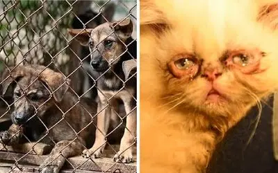 توله‌گیری را متوقف کنیم، حیوانات فروشی نیستند! غیبت قانون و جولان سوداگران!