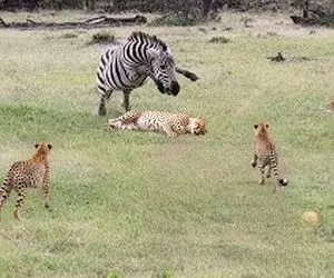 مستند حیات وحش؛ یوزپلنگ فکر کرد گورخر حریف آسونی اما ساده لوح بود