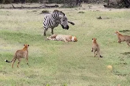 مستند حیات وحش؛ یوزپلنگ فکر کرد گورخر حریف آسونی اما ساده لوح بود