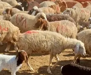 قیمت دام زنده امروز 20 بهمن 1404 + جدول