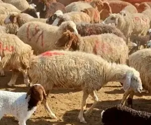 قیمت دام زنده امروز 20 بهمن 1404 + جدول