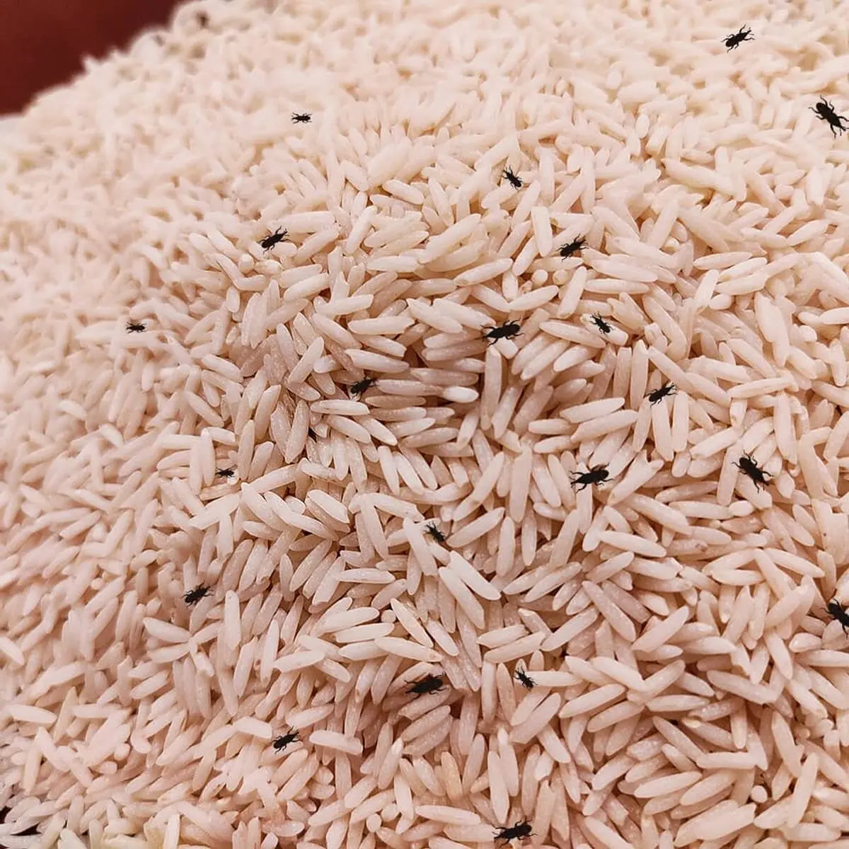 rice-weevil