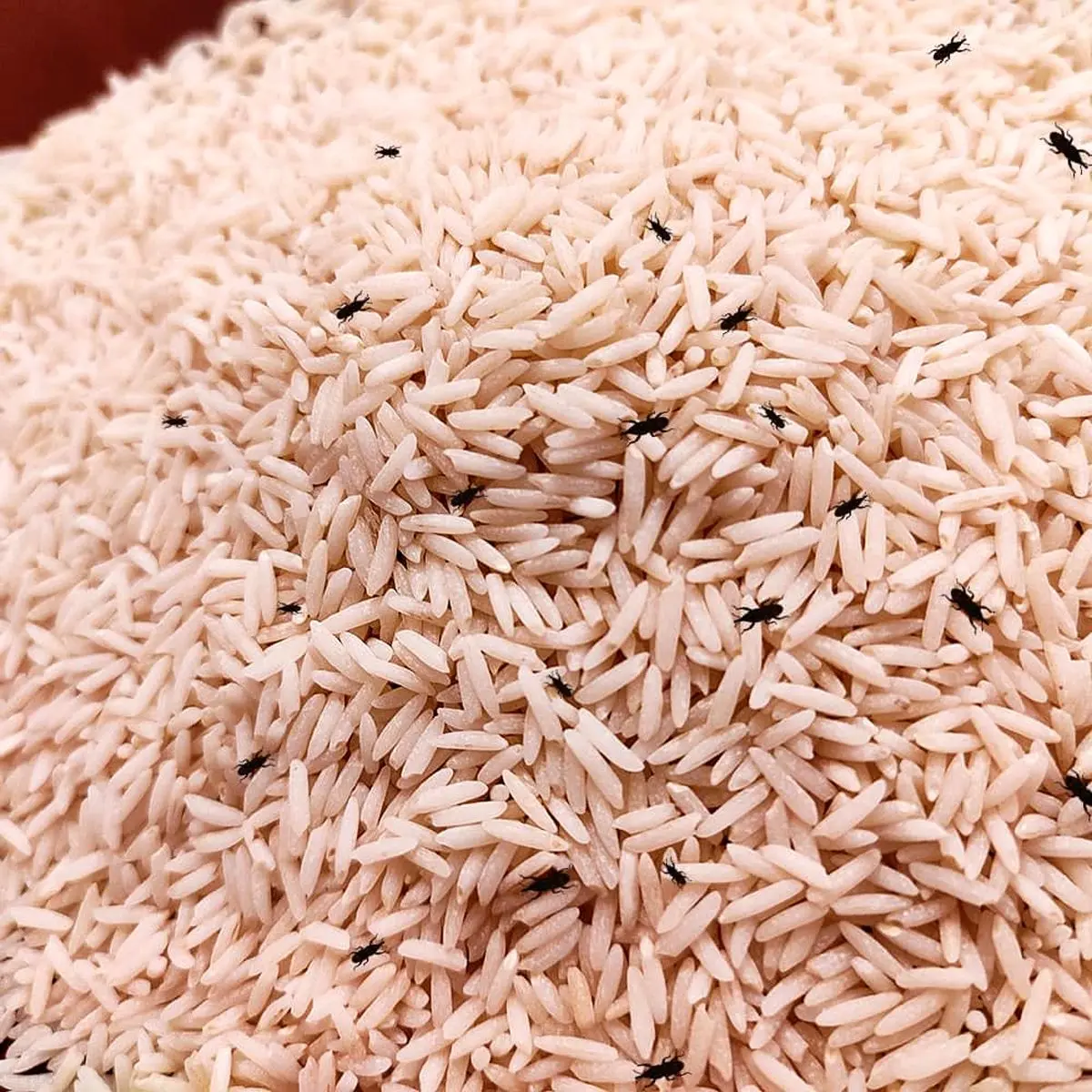 rice-weevil