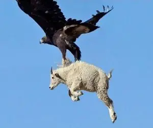 از جذابیت‌های حیات وحش؛ عقاب بعد اینکه یه مار رو بلعید داره به بز سواری میده!