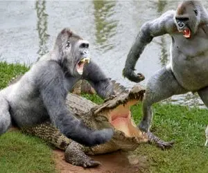 حیات وحش مصنوعی/گوریل برای نجات جون بچش میره تو دل کروکودیل/با دو تا حرکت گیرپاچش کرد