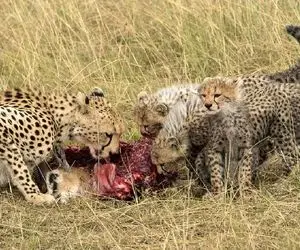 شاهکار حیات وحش؛ شیر سفاک برا توله هاش بوفالو دزدیده تا مغز استخونشو بلعیدن