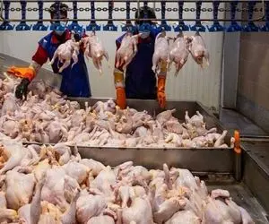 مرغ گران میشود؟