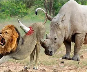 از جذابیت‌های حیات وحش؛ کرگدن شاخشو فرو کرد تو باسن شیر از اون طرف درومد