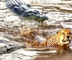 مستند حیات وحش؛ تمساح ددمنش کله پلنگ تشنه رو کرد زیر آب