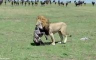 (ویدئو) شکار گورخر تازه متولد شده توسط شیر
