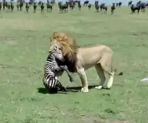 (ویدئو) شکار گورخر تازه متولد شده توسط شیر