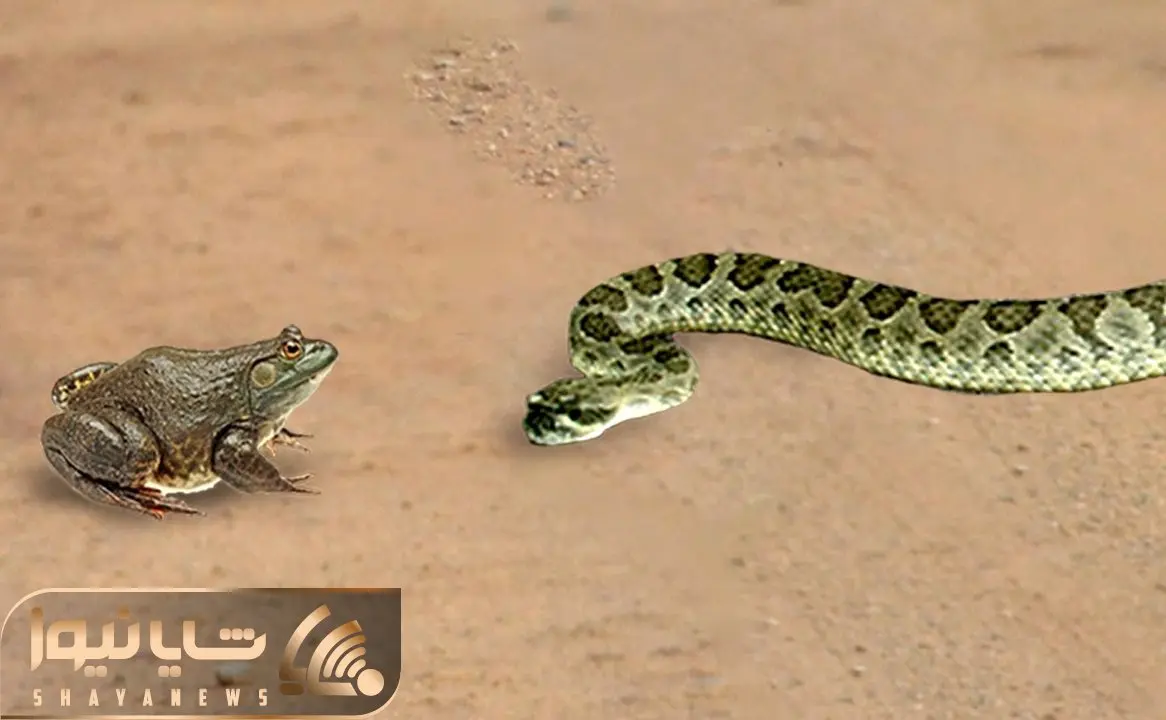 حیات وحش پربازدید؛ مار و قورباغه افتادن به جان هم