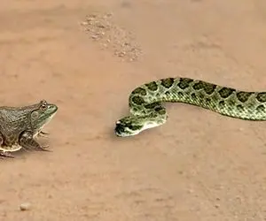حیات وحش پربازدید؛ مار و قورباغه افتادن به جان هم