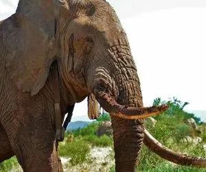 مستند حیات وحش؛ خودزنی فیلم