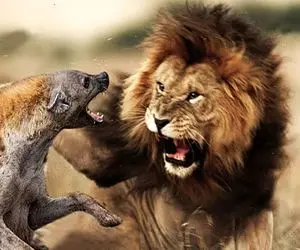 از جذابیت‌های حیات وحش؛ کفتارای لاجون هیبت شیرو که میبینن خودشونو خیس میکنن