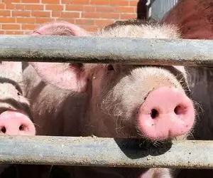 فرآوری خوک؛ خوک حرومیو سر میبرن میبندن به دستگاه از پشت ورقه ای کالباسش میکنن