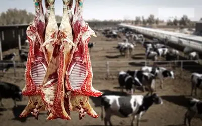 قیمت دام زنده امروز 6 شهریور 1404 / گوساله گران شد + جدول