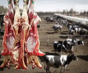 قیمت دام زنده امروز 6 شهریور 1404 / گوساله گران شد + جدول