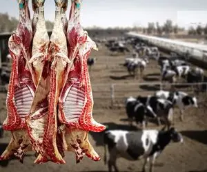 قیمت دام زنده امروز 6 شهریور 1404 / گوساله گران شد + جدول