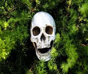 ترسناک ترین گیاهان دنیا؛ شکارچی مخوووف حشرات و حیوانات توسط گیاهان گوشت خوار!