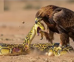 مستند حیات وحش؛ عقاب مثل رعد زد به زندگی مار با طعمه تو شکمش بلعید