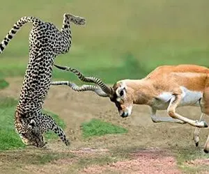 مستند حیات وحش/ جدال ناجوانمردانه پلنگ و غزال وقتی پلنگ آماده نیست
