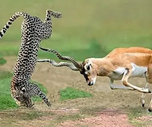 مستند حیات وحش/ جدال ناجوانمردانه پلنگ و غزال وقتی پلنگ آماده نیست