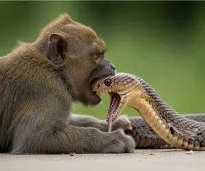 مستند حیات وحش /  میمون شرور نیش مار از حلقومش کشید و ملعبه اش کرد