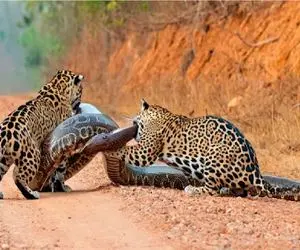 مستند حیات وحش / طمع بلع جگوار جان پیتون را گرفت