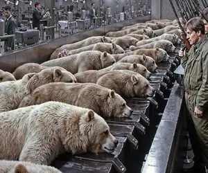 فرآوری خرس؛ خرس رو تو آزمایشگاه قلفتی لخت کردن با پوستش کیف لاکچری ساختن