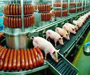 فرآوری خوک؛ خوک حرومیو تو مزرعه فربه میکنن تا مبدل به گرونترین ژامبون جهان شه