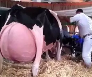 فرآوری گاو؛ گاو شون اینقدر شیرش زیاده که هم میزاره گوساله اش بخوره هم بدوشنش