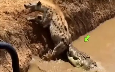 مستند حیات وحش؛ کفتار عین خر تو گل گیر کرده برای بقا دست و پا میزنه