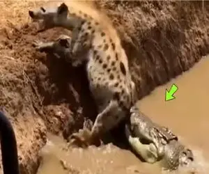 مستند حیات وحش؛ کفتار عین خر تو گل گیر کرده برای بقا دست و پا میزنه