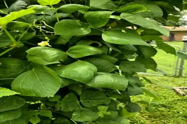 بازی فکری؛ نیم درصد آدما اونم به سختی تونستن عنکبوت تو تصویرو پیدا کنن