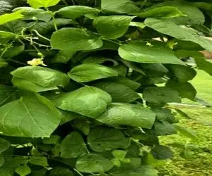 بازی فکری؛ نیم درصد آدما اونم به سختی تونستن عنکبوت تو تصویرو پیدا کنن