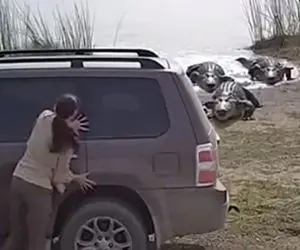 معماری طبیعت؛ زنه عقل نداره راحته