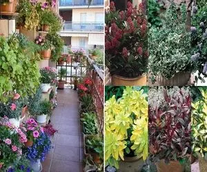 گیاهان جان سخت برای بالکن در سرمای زمستان / همیشه سبزهایی که فصل های دیگه هم مهمونتن