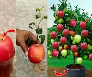 کشاورزی بدیع؛ با تجهیزات به روز سیب کاشتن نصف زرد نصف سرخ درخت خم شد