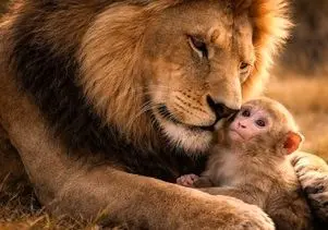 مستند حیات وحش؛ شیر نه تنها نذاشت یوز میمون بخوره بلکه خودشم نخورد و شد باباش