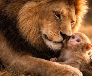 مستند حیات وحش؛ شیر نه تنها نذاشت یوز میمون بخوره بلکه خودشم نخورد و شد باباش