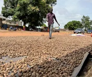 کشاورزی نوین؛ با تجهیزات پیشرفته بادوم هندی کاشتن چیدن ریختن زمین چند میلیون شده